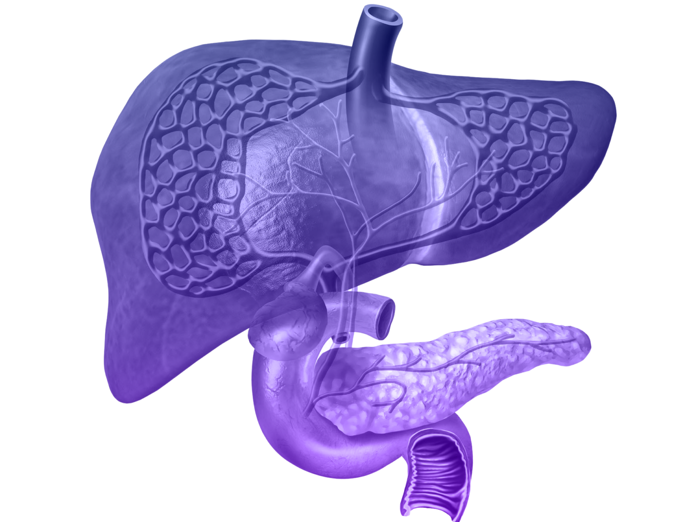 Pancreas rendering