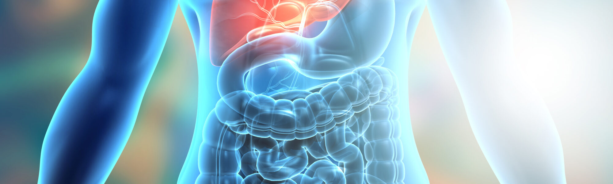Human body pancreatic system