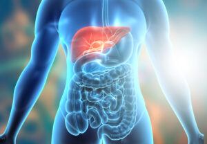 Human body pancreatic system
