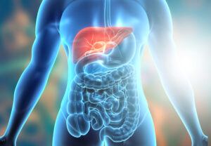 Human body pancreatic system